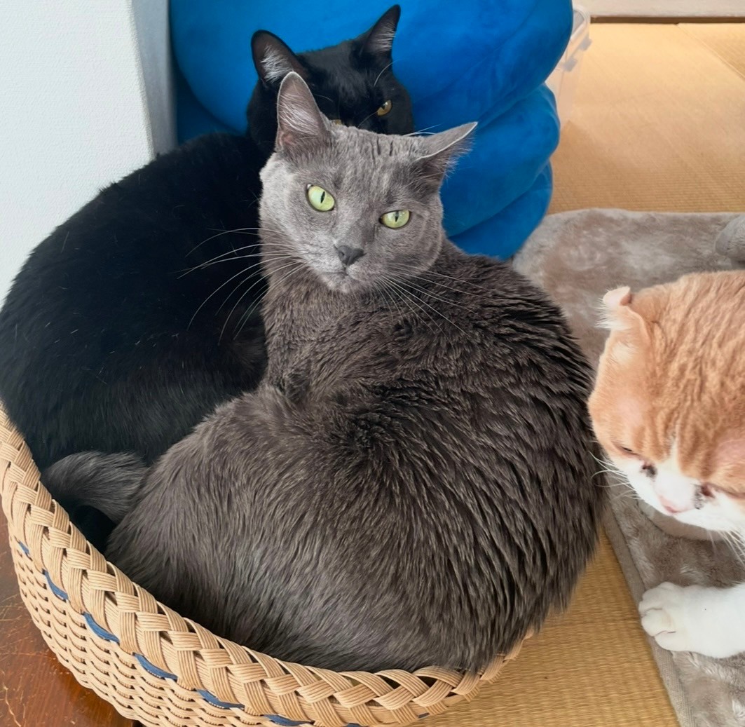 辛かったインフルエンザとニャンコの水分補給🐈